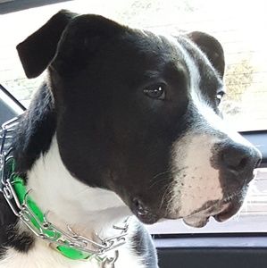 Meet your Posher, Leonardo